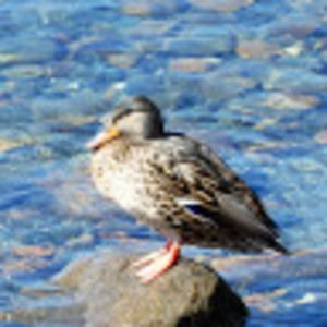 Meet your Posher, Rowan